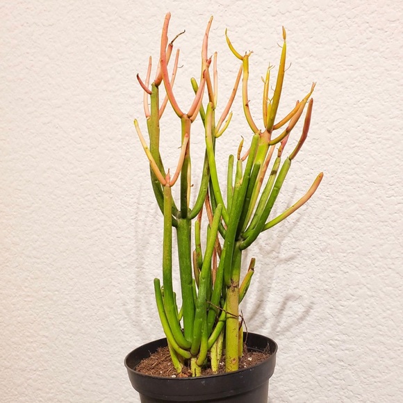 Firestick Pencil Cactus - Picture 6 of 7